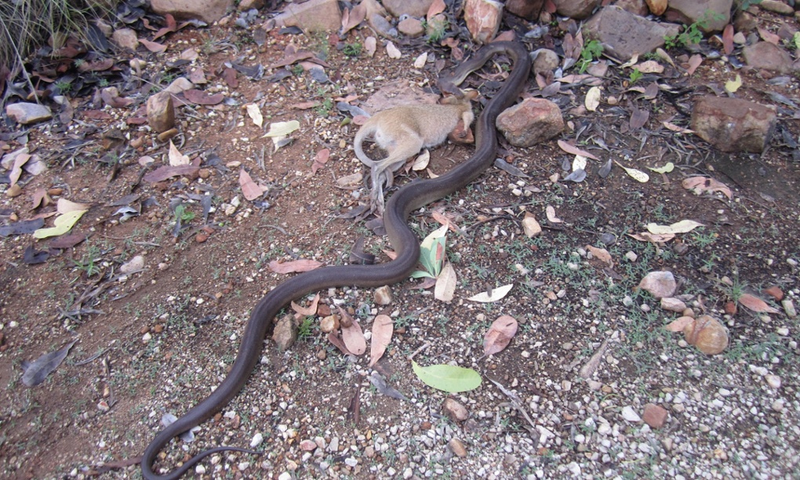 Illustration for article titled Incredible Images Show A Python Devouring An Entire Wallaby